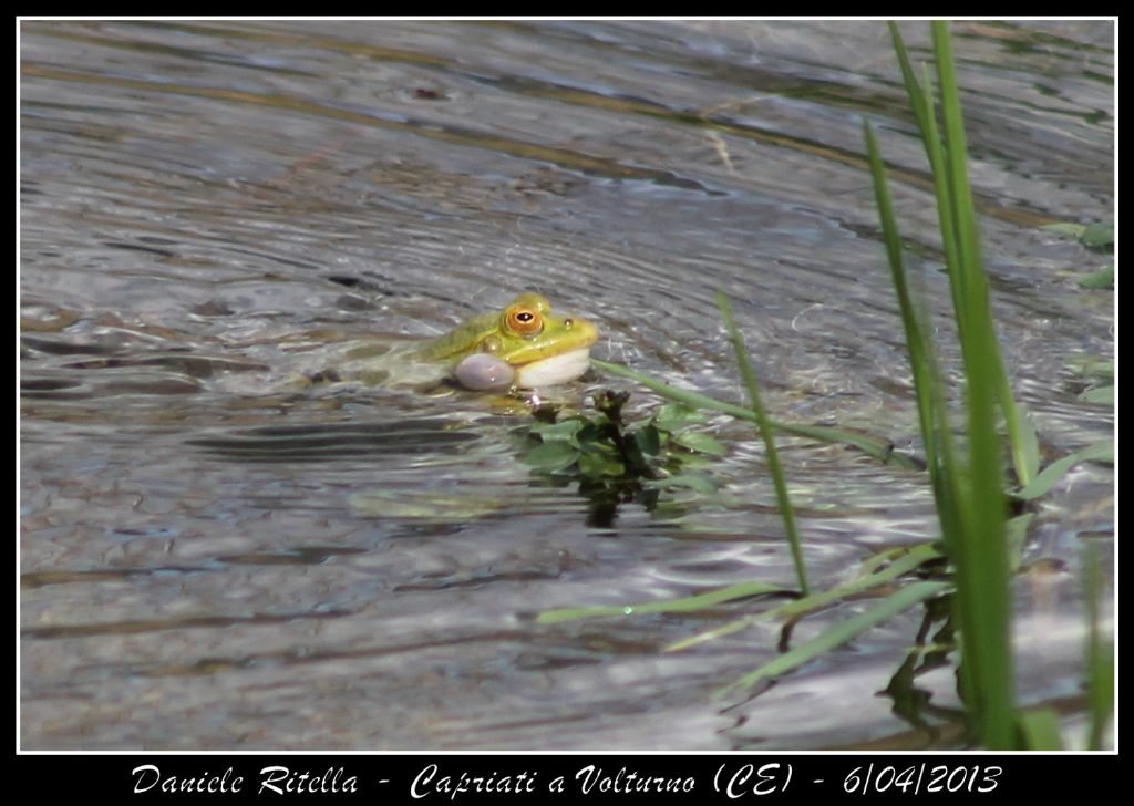 E queste Pelophylax si possono ident. dai sacchi vocali?(CE)